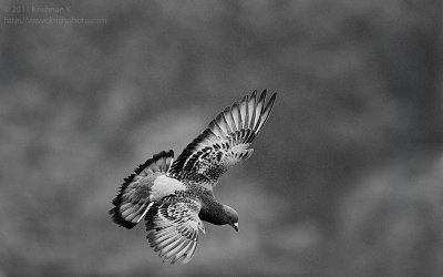 20111113_083611
