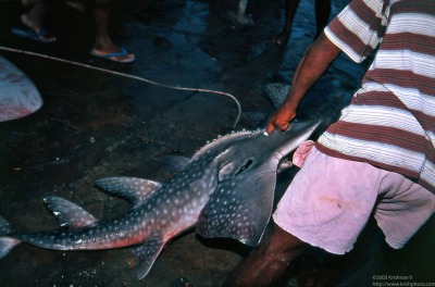 Negambo fishing harbour. Leopard shark