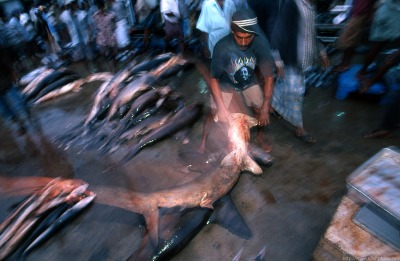 Hammerhead sharlk fished