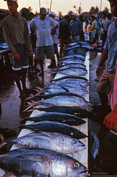 Negambo fishing harbour