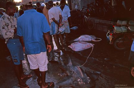 Leopard shark & stingrays at Negambo fishing harbour