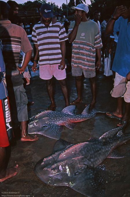 Negambo fishng harbour, a pair of leopard sharks