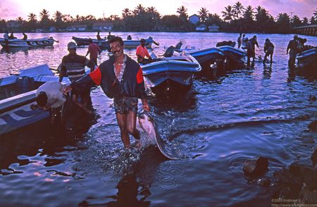 Fisherman with a sting ray Negambo fishing harbour.  Colombo