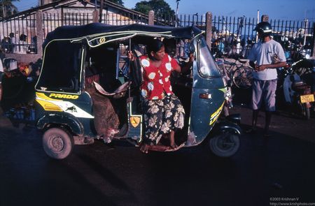 Stingrays in an auto