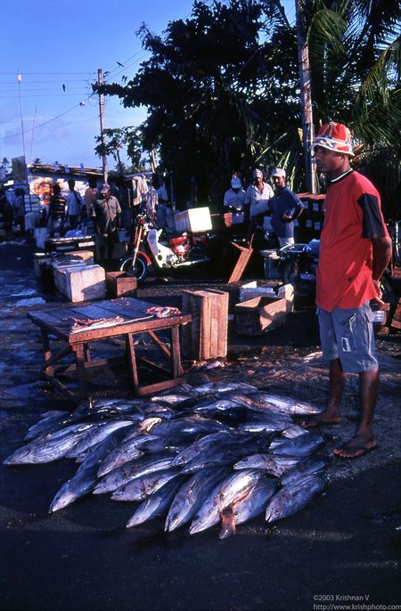 Negambo fishing harbour