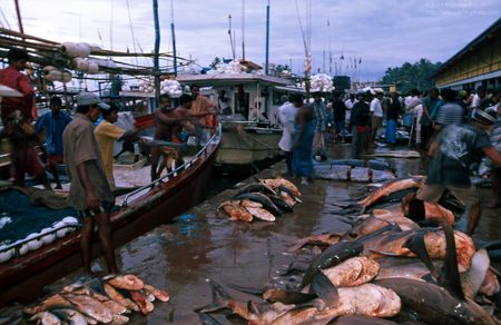 Beruwela fishing harbour. Fishing boat unloading sharks