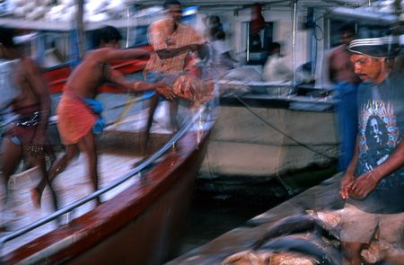 Beruwela fishing harbour. Boat unloading sharks