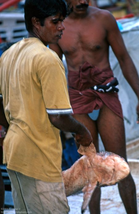 Beruwela fishing harbour. Boat unloading sharks