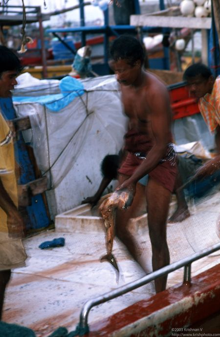 Beruwela fishing harbour. Fishing boat unloading shark catch