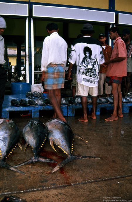 Beruwela fishing harbour