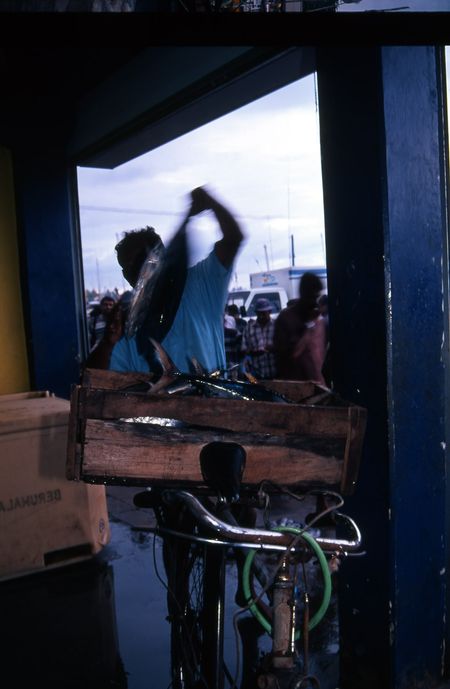 Beruwela fishing harbour. After auction loading tuna on to bycycle