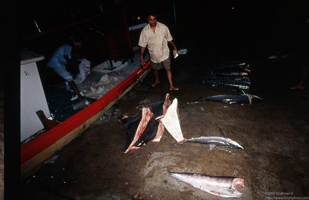 Whale meat cut onboard being offloaded