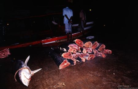 Whale meant cut onboard being offloaded at dock