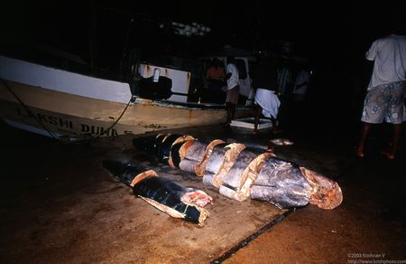 Whale cut onboard and unloaded at dock