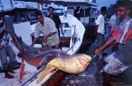 Negombo fishing harbour. Shark fishing