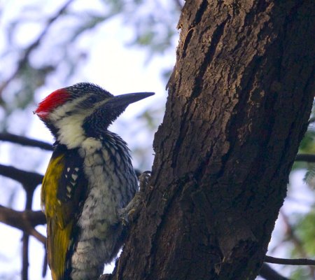 20051125_0025_Woodpecker
