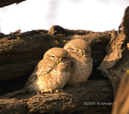 20051125_0033Bharatpur_Spotted_Owls