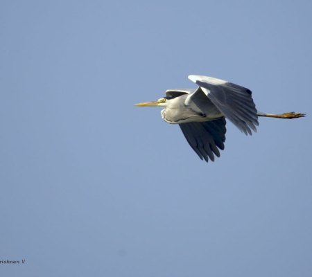 20051125_0101Bharatpur_adj_Grey_Heron_Flight