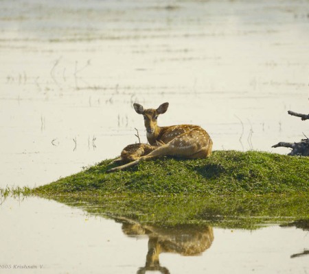 20051125_0105Bharatpur_adj_Deer_with_Fawn_Island