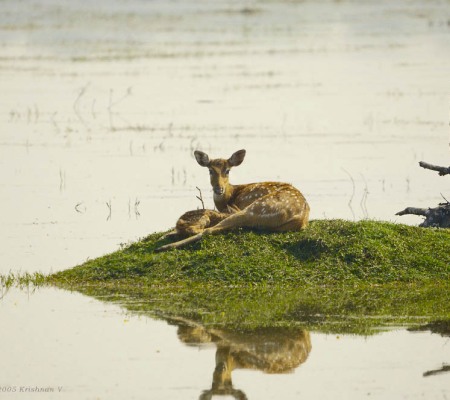 20051125_0105Bharatpur_adj_Deer_with_Fawn_Island