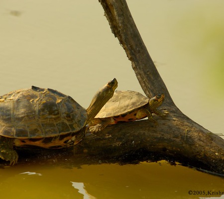 20051125_0134Bharatpur_adj_Turtles