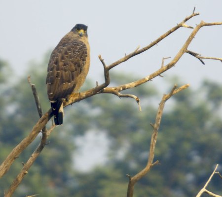 20051125_0173Bharatpur_serpent_Eagle_looking