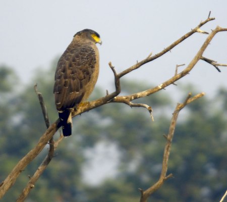 20051125_0174Bharatpur_serpent_Eagle