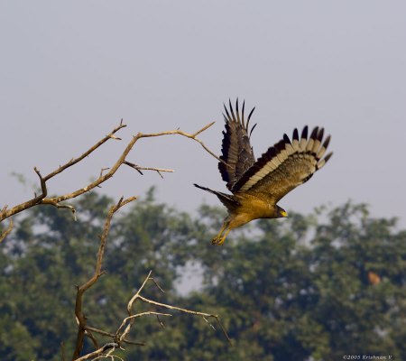 20051125_0181Bharatpur_Serpen_Eagle_Flight