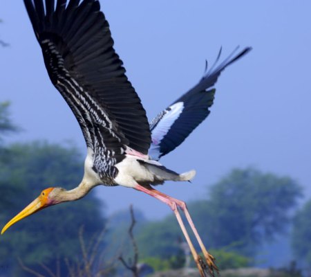 20051125_0192Bharatpur_adj_Painted_Stork_Takeoff