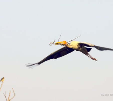 20051125_0192_Painted_Stork_in_Flight