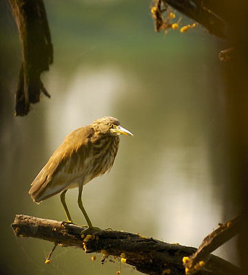 20051125_0278Bharatpur_adj_Pond_Heron