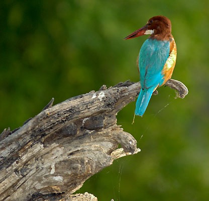 20051125_0283Bharatpur_adj_White_Breasted_Kingfisher