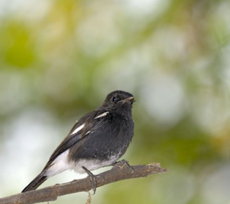 Pied_Bushchat