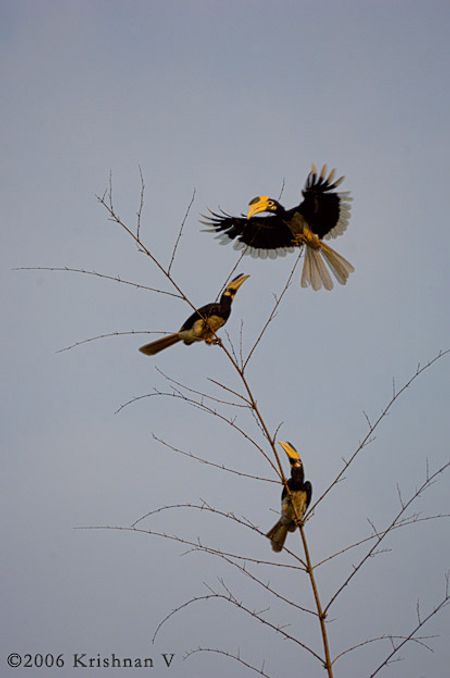 Malabar Pied Hornbill