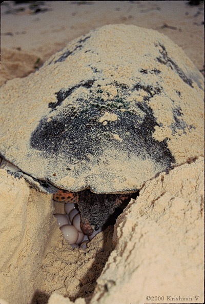 200001_0525_lakshadweep_kadmat_turtle_laying_eggs