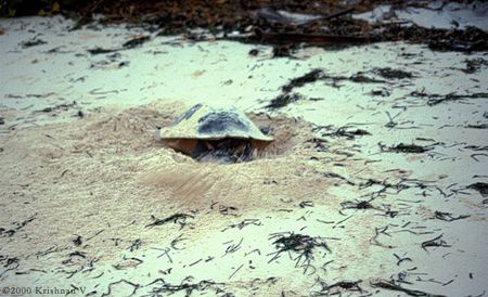 200001_0502_lakshadweep_kadmat_turtle