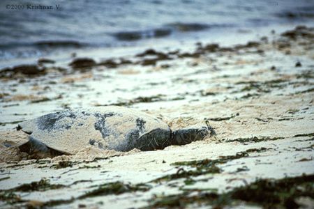 200001_0527_lakshadweep_kadmat_turtle_on_the_beach