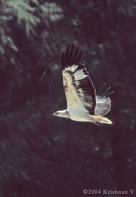 200401_and06_0021_white_bellied_sea_eagle