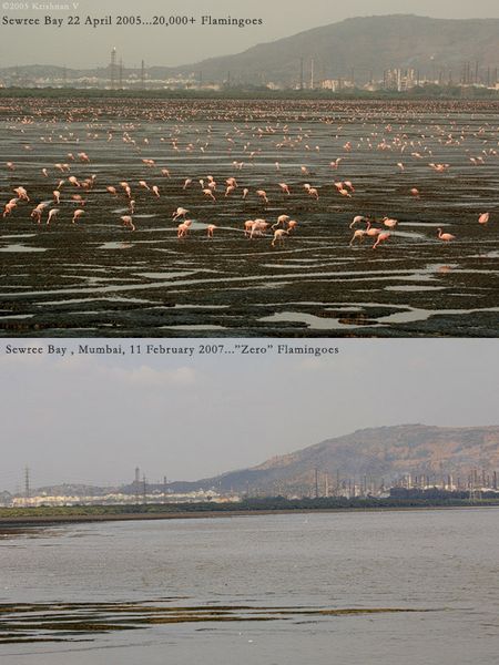 Flamingo Watch Sewri, Mumbai, India23 April 2005.