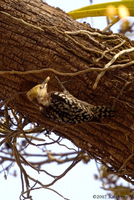 [#Beginning of Shooting Data Section]Nikon D2XFocal Length: 500mmOptimize Image: Color Mode: Mode II (Adobe RGB)Long Exposure NR: OffHigh ISO NR: Off2007/03/11 08:58:56.4Exposure Mode: Aperture PriorityWhite Balance: Color Temp. (5900 K) Tone Comp.: Less ContrastRAW (12-bit)Metering Mode: Center-WeightedAF Mode: AF-CHue Adjustment: 0Â°Image Size: Large (4288 x 2848)1/200 sec - F/8Flash Sync Mode: Front CurtainSaturation: NormalColorExposure Comp.: 0 EVAuto Flash Mode: Optional M x 1/32(-2/3 EV)Sharpening: Medium highLens: 50-500mm F/4-6.3 DSensitivity: ISO 320Image Comment: (c)Krishnan V                       [#End of Shooting Data Section]