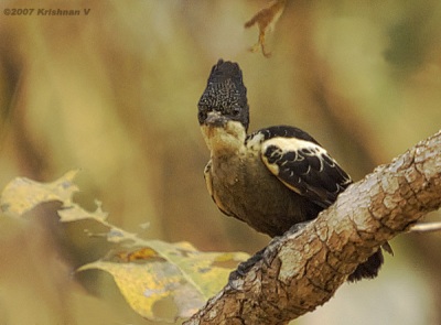 [#Beginning of Shooting Data Section]Nikon D2XFocal Length: 500mmOptimize Image: Color Mode: Mode II (Adobe RGB)Long Exposure NR: OffHigh ISO NR: On (Normal)2007/03/12 09:38:09Exposure Mode: Aperture PriorityWhite Balance: Color Temp. (5900 K) Tone Comp.: Less ContrastRAW (12-bit)Metering Mode: Multi-PatternAF Mode: AF-CHue Adjustment: 0Â°Image Size: Large (4288 x 2848)1/180 sec - F/8Flash Sync Mode: Not AttachedSaturation: NormalColorExposure Comp.: 0 EVSharpening: Medium highLens: 50-500mm F/4-6.3 DSensitivity: ISO 500Image Comment: (c)Krishnan V                       [#End of Shooting Data Section]