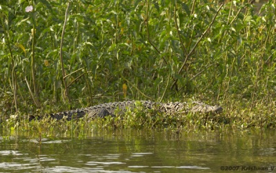 [#Beginning of Shooting Data Section]Nikon D2XFocal Length: 130mmOptimize Image: Color Mode: Mode II (Adobe RGB)Long Exposure NR: OffHigh ISO NR: Off2007/03/12 16:45:27.8Exposure Mode: Aperture PriorityWhite Balance: Color Temp. (5900 K) Tone Comp.: Less ContrastRAW (12-bit)Metering Mode: Multi-PatternAF Mode: AF-CHue Adjustment: 0Â°Image Size: Large (4288 x 2848)1/100 sec - F/8Flash Sync Mode: Not AttachedSaturation: NormalColorExposure Comp.: 0 EVSharpening: Medium highLens: VR 70-200mm F/2.8 GSensitivity: ISO 200Image Comment: (c)Krishnan V                       [#End of Shooting Data Section]