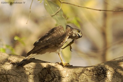 [#Beginning of Shooting Data Section]Nikon D2XFocal Length: 500mmOptimize Image: Color Mode: Mode II (Adobe RGB)Long Exposure NR: OffHigh ISO NR: On (Normal)2007/03/13 09:46:47.3Exposure Mode: Aperture PriorityWhite Balance: Color Temp. (6300 K) Tone Comp.: Less ContrastRAW (12-bit)Metering Mode: SpotAF Mode: AF-CHue Adjustment: 0Â°Image Size: Large (4288 x 2848)1/320 sec - F/8Flash Sync Mode: Not AttachedSaturation: NormalColorExposure Comp.: 0 EVSharpening: Medium highLens: 50-500mm F/4-6.3 DSensitivity: ISO 400Image Comment: (c)Krishnan V                       [#End of Shooting Data Section]