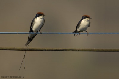 [#Beginning of Shooting Data Section]Nikon D2XFocal Length: 500mmOptimize Image: Color Mode: Mode II (Adobe RGB)Long Exposure NR: OffHigh ISO NR: Off2007/03/14 09:08:48.3Exposure Mode: Aperture PriorityWhite Balance: Color Temp. (5600 K) Tone Comp.: Less ContrastJPEG (8-bit) FineMetering Mode: Center-WeightedAF Mode: AF-CHue Adjustment: 0Â°Image Size: Large (4288 x 2848)1/500 sec - F/8Flash Sync Mode: Not AttachedSaturation: NormalColorExposure Comp.: -0.7 EVSharpening: Medium highLens: 50-500mm F/4-6.3 DSensitivity: ISO 200Image Comment: (c)Krishnan V                       [#End of Shooting Data Section]