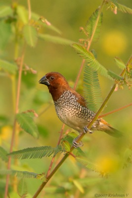 [#Beginning of Shooting Data Section]Nikon D2XFocal Length: 500mmOptimize Image: Color Mode: Mode III (Adobe RGB)Long Exposure NR: OffHigh ISO NR: On (Normal)2007/10/07 08:04:50.0Exposure Mode: Aperture PriorityWhite Balance: Color Temp. (6300 K) Tone Comp.: Less ContrastJPEG (8-bit) FineMetering Mode: Multi-PatternAF Mode: AF-CHue Adjustment: 0Â°Image Size: Large (3216 x 2136)1/320 sec - F/8Flash Sync Mode: Rear Curtain SlowSaturation: NormalColorExposure Comp.: 0 EVAuto Flash Mode: Optional M x 1/64 Sharpening: Medium highLens: 50-500mm F/4-6.3 DSensitivity: ISO 400Image Comment: (c)Krishnan V                       [#End of Shooting Data Section]