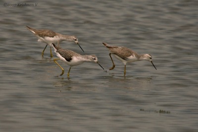 [#Beginning of Shooting Data Section]Nikon D2XFocal Length: 500mmOptimize Image: Color Mode: Mode III (Adobe RGB)Long Exposure NR: OffHigh ISO NR: Off2007/10/07 11:02:48.3Exposure Mode: Aperture PriorityWhite Balance: Color Temp. (6300 K) Tone Comp.: Less ContrastJPEG (8-bit) FineMetering Mode: Center-WeightedAF Mode: AF-CHue Adjustment: 0Â°Image Size: Large (3216 x 2136)1/800 sec - F/8Flash Sync Mode: Not AttachedSaturation: NormalColorExposure Comp.: -0.3 EVSharpening: Medium highLens: 50-500mm F/4-6.3 DSensitivity: ISO 200Image Comment: (c)Krishnan V                       [#End of Shooting Data Section]