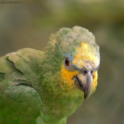 [#Beginning of Shooting Data Section]Nikon D2XFocal Length: 300mmOptimize Image: Color Mode: Mode III (Adobe RGB)Long Exposure NR: OffHigh ISO NR: On (Normal)200712�8 17:43:38.4Exposure Mode: Aperture PriorityWhite Balance: Color Temp. (6700 K) Tone Comp.: Less ContrastRAW (12-bit)Metering Mode: SpotAF Mode: AF-CHue Adjustment: 0Â°Image Size: Large (4288 x 2848)180 sec - F3.2Flash Sync Mode: Not AttachedSaturation: NormalColorExposure Comp.: +0.7 EVSharpening: Medium highLens: VR 300mm F2.8 GSensitivity: ISO 640Image Comment: (c)Krishnan V                       [#End of Shooting Data Section]