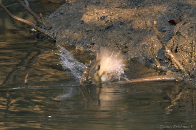 [#Beginning of Shooting Data Section]Nikon D2XFocal Length: 500mmOptimize Image: Color Mode: Mode III (Adobe RGB)Long Exposure NR: OffHigh ISO NR: Off200712�2 09:07:56.4Exposure Mode: Aperture PriorityWhite Balance: Color Temp. (6700 K) Tone Comp.: Less ContrastRAW (12-bit)Metering Mode: SpotAF Mode: AF-CHue Adjustment: 0Â°Image Size: Large (3216 x 2136)140 sec - F8Flash Sync Mode: Rear Curtain SlowSaturation: NormalColorExposure Comp.: 0 EVAuto Flash Mode: Optional M x 132(-23 EV)Sharpening: Medium highLens: VR 300mm F2.8 GSensitivity: ISO 250Image Comment: (c)Krishnan V                       [#End of Shooting Data Section]