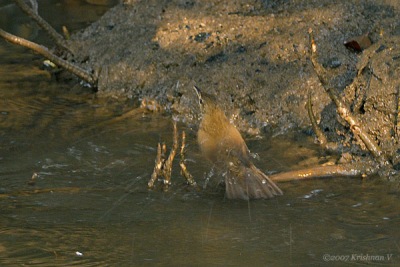 [#Beginning of Shooting Data Section]Nikon D2XFocal Length: 500mmOptimize Image: Color Mode: Mode III (Adobe RGB)Long Exposure NR: OffHigh ISO NR: Off200712�2 09:07:56.8Exposure Mode: Aperture PriorityWhite Balance: Color Temp. (6700 K) Tone Comp.: Less ContrastRAW (12-bit)Metering Mode: SpotAF Mode: AF-CHue Adjustment: 0Â°Image Size: Large (3216 x 2136)145 sec - F8Flash Sync Mode: Rear Curtain SlowSaturation: NormalColorExposure Comp.: 0 EVAuto Flash Mode: Optional M x 132(-23 EV)Sharpening: Medium highLens: VR 300mm F2.8 GSensitivity: ISO 250Image Comment: (c)Krishnan V                       [#End of Shooting Data Section]