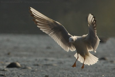 [#Beginning of Shooting Data Section]Nikon D2XFocal Length: 500mmOptimize Image: Color Mode: Mode III (Adobe RGB)Long Exposure NR: OffHigh ISO NR: Off2008�1�6 09:58:57.1Exposure Mode: Aperture PriorityWhite Balance: Color Temp. (5900 K) Tone Comp.: Less ContrastRAW (12-bit)Metering Mode: SpotAF Mode: AF-CHue Adjustment: 0Â°Image Size: Large (3216 x 2136)12000 sec - F6.3Flash Sync Mode: Not AttachedSaturation: NormalColorExposure Comp.: -0.3 EVSharpening: Medium highLens: VR 300mm F2.8 GSensitivity: ISO 320Image Comment: (c)Krishnan V                       [#End of Shooting Data Section]